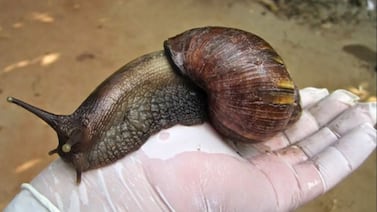 Alerta en Costa Rica por el caracol gigante africano: esto dice el Ministerio de Salud