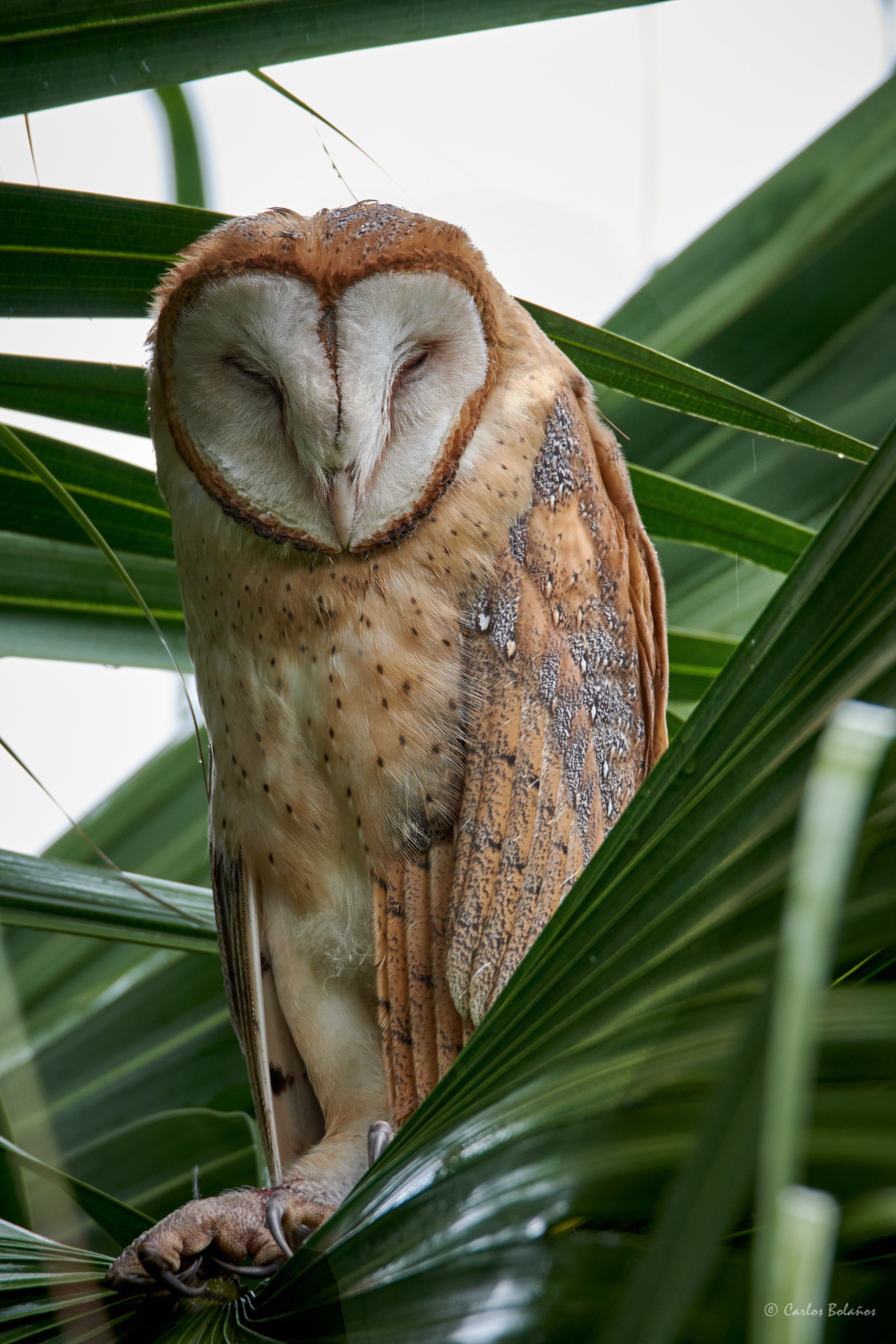 Lechuza la habiamos buscado por muchos lugares pero no habiamos logrado verla sin embargo los dueños de la finca donde se observa el tucan blanco me comentaron que en su negocio vivian dos fuimo pero por la noche no fue posible realizarle una fotografia (No me gusta stresarlas cuando se usa luz artificial) mas que para nuestro registro de ave observada, en espera de que algun dia estuviera durmiendo en algun arbol y fuera posible realizar la foto de dia con el fin de poder capturar mejor los detalles de su belleza, y este 24 de diciembre me avisan que esta cumpliendose mi deseo.