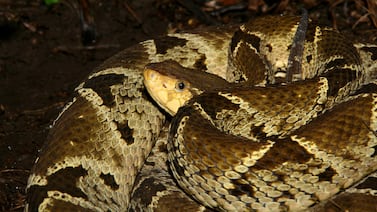 Mujer en condición crítica tras mordedura de serpiente en Alajuela