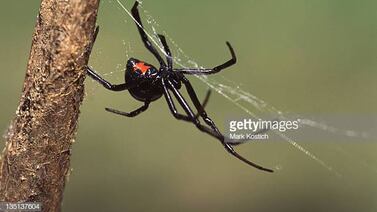Una araña causó una noche de terror para un hombre en San Ramón de Alajuela