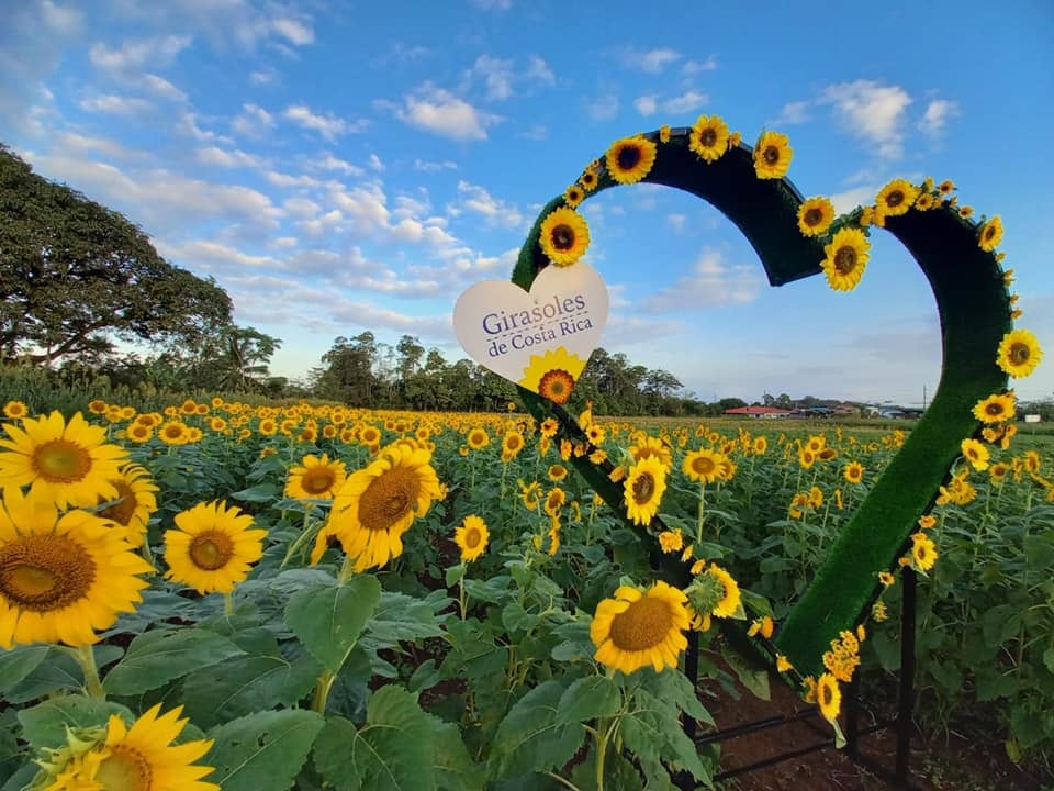 Don Érick Porras González (alajuelense) y don Wady Rojas Quirós (sancarleño), son los responsables de haber creado esta maravilla de la naturaleza que por primera vez abrirá sus puertas antes del fin de mes y que ya tiene a mucha gente haciendo fila por las entradas, se llama Campo de Girasoles Pital