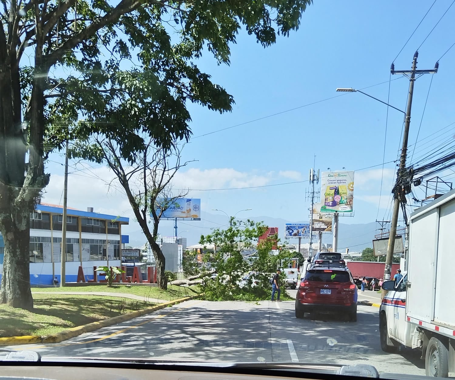 Se denunció que la Municipalidad de Alajuela cortó el árbol de Guanacaste después de que cayera sobre la vía el martes 15 de julio de 2025.
