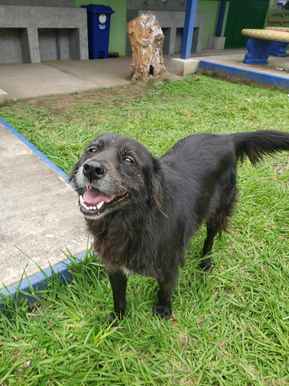 La comunidad del Colegio de Santa Ana está preocupada porque temen que los perros que están en colegio sean dados en adopción.