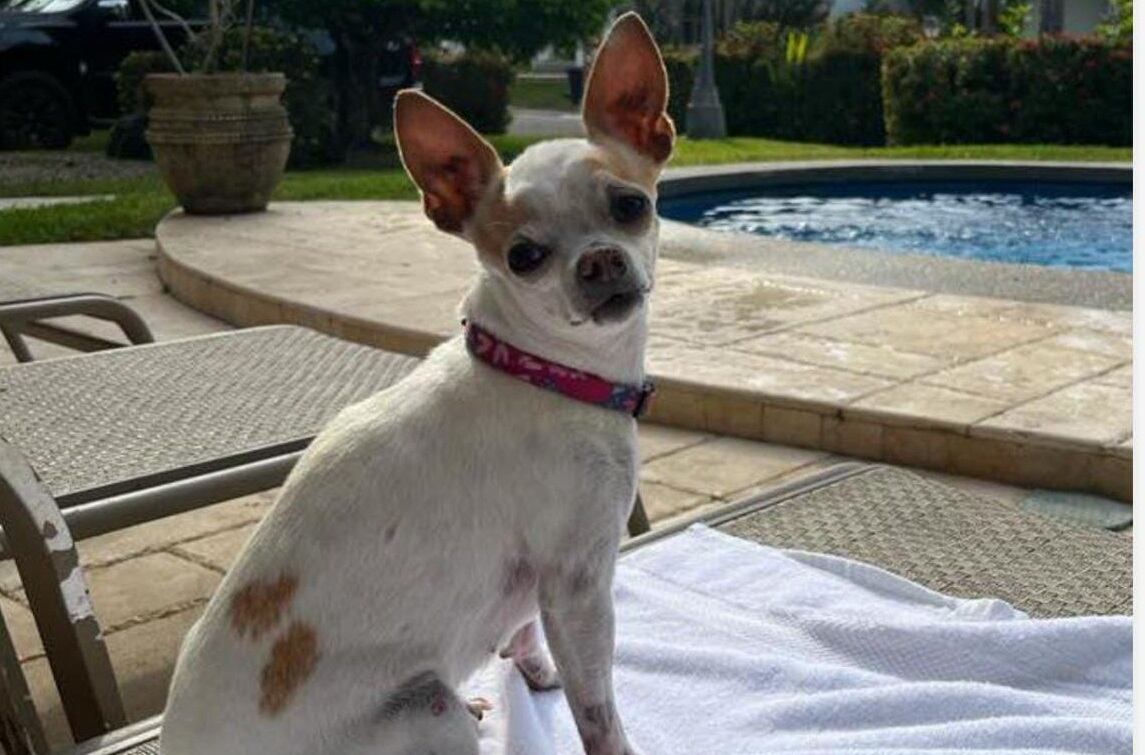 La chihuahua fue vista por última vez el pasado miércoles en Lagunilla de Heredia.
