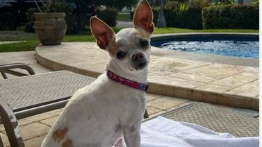 Familia está desesperada por encontrar a chihuahua ciega que escapó de su casa