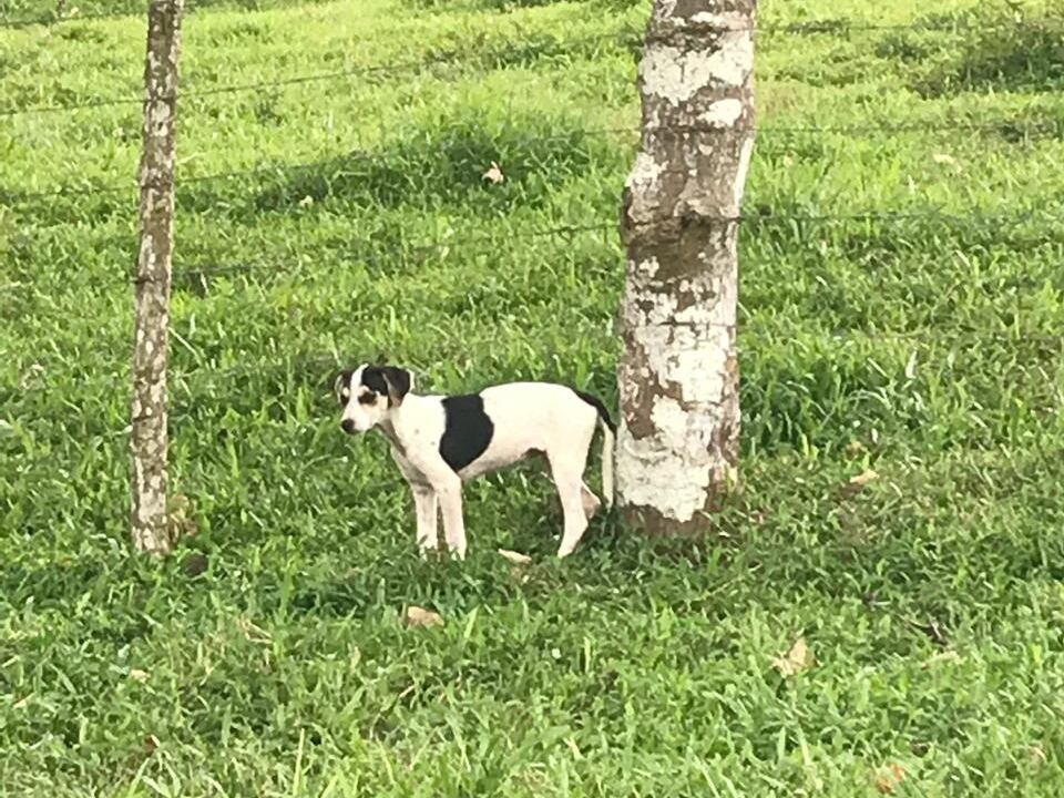Rafael Mejías, dueño de 36 perros que fue asesinado en Pococí, Limón. Foto cortesía Mariana Segura.