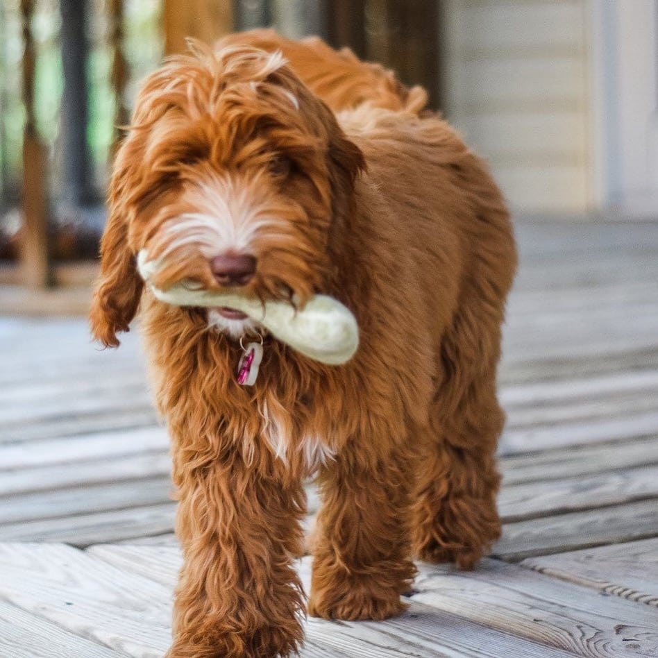 Mario Alberto Murillo Soto es un joven alajuelense de 30 años quien, además de ser músico, deportista y un apasionado por los perros, es un emprendedor con un corazón enorme que puso un negocito que se llama Mochibox