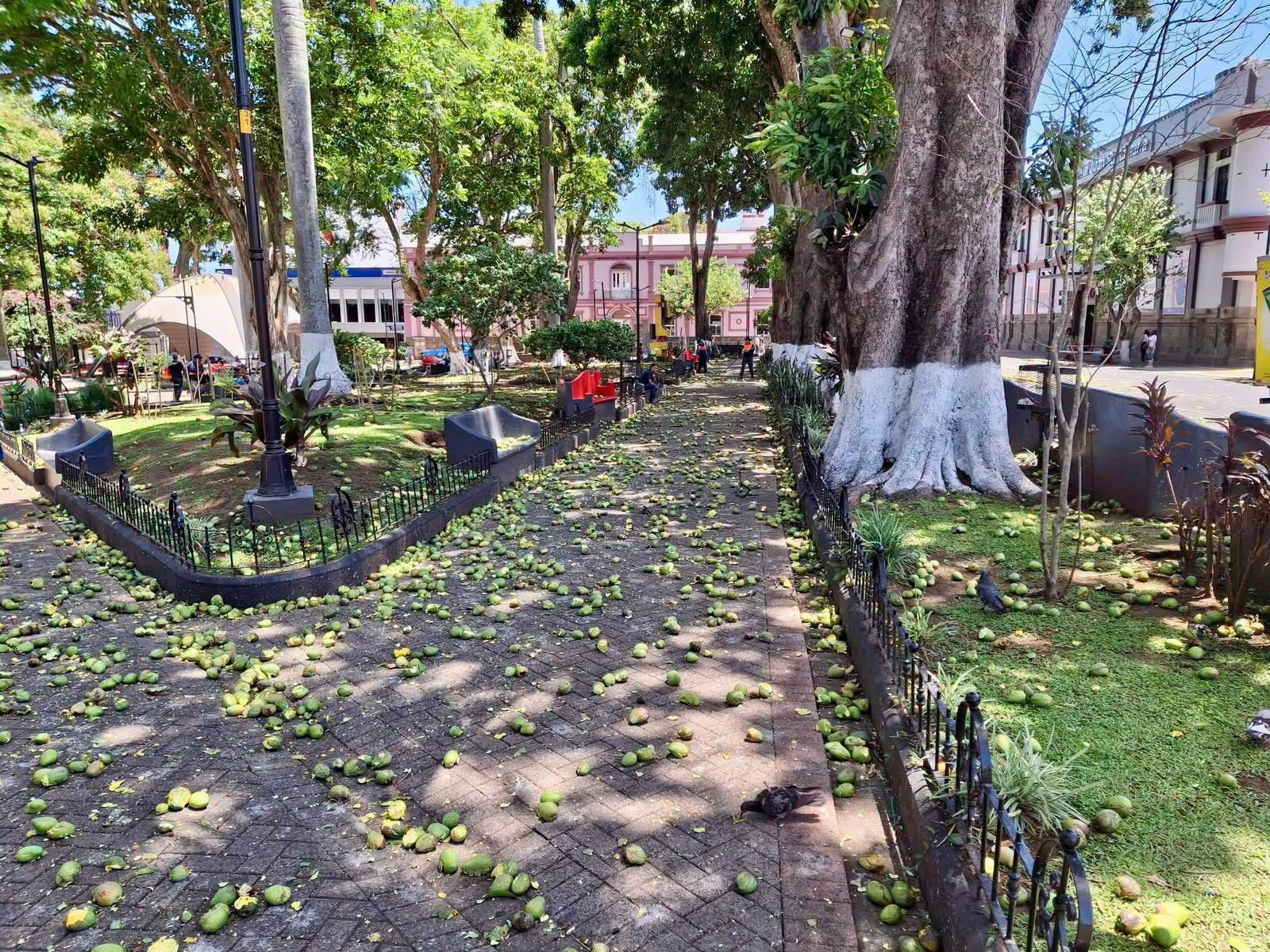 Mangos parque de Alajuela