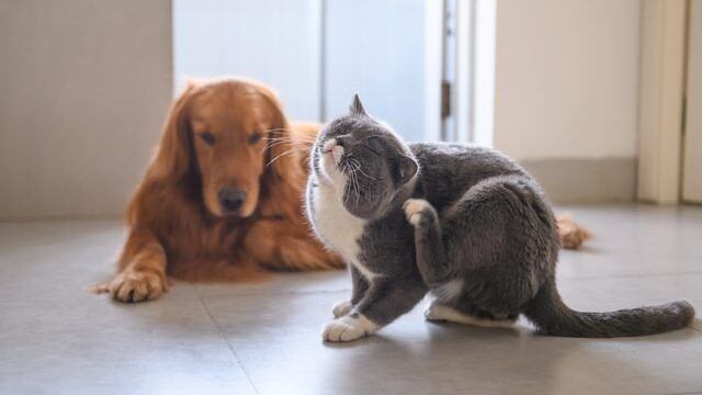 Perro y gato