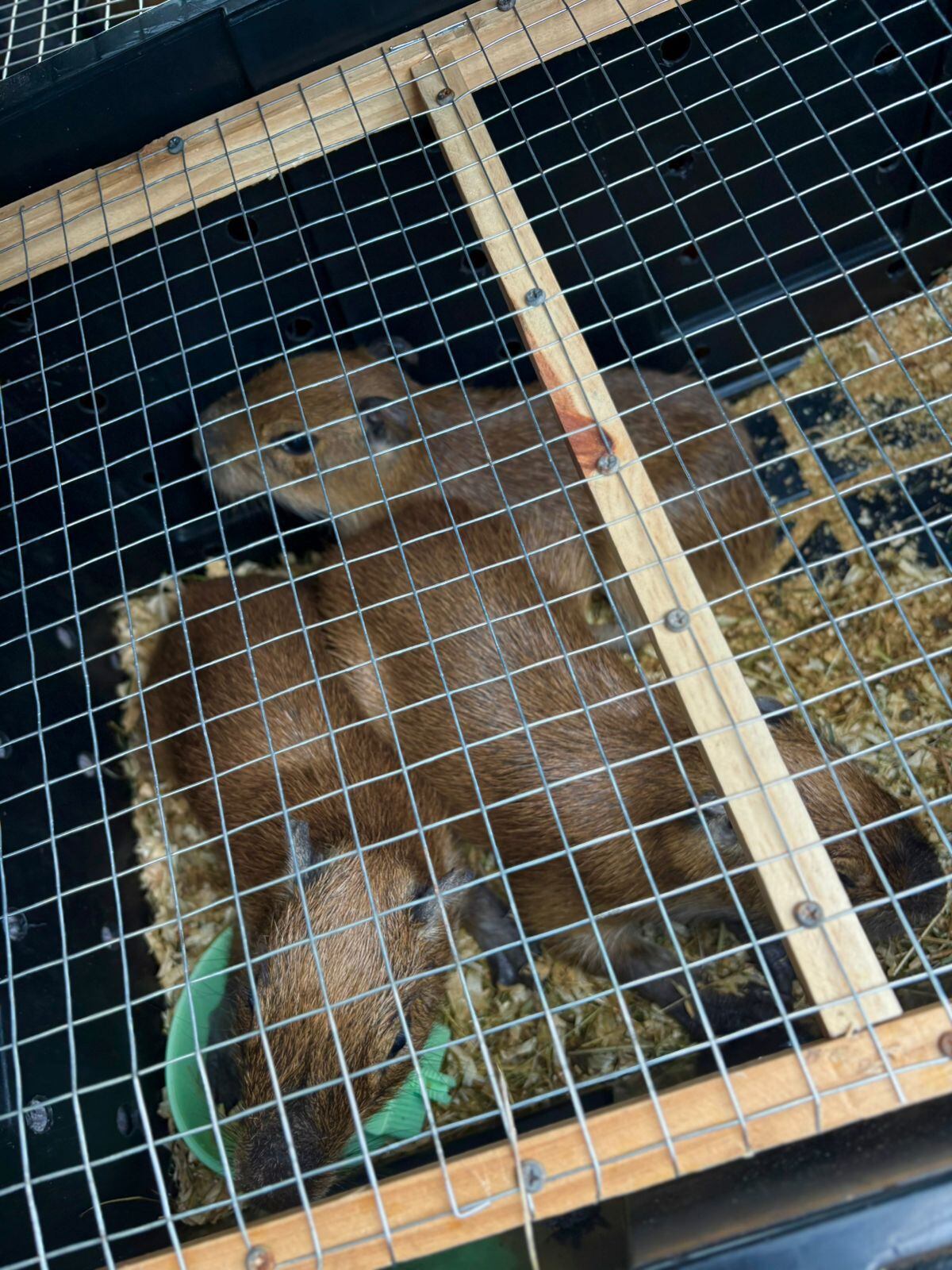 Policía rescató a una familia de cinco capibaras. Foto: Ministerio Seguridad Pública