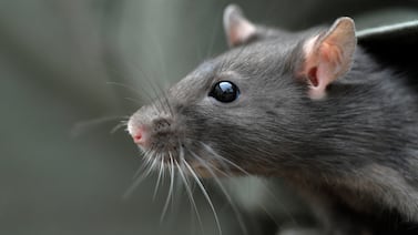 Peocupación en Gaza: ratas, pulgas y parásitos proliferan en los campos de desplazados