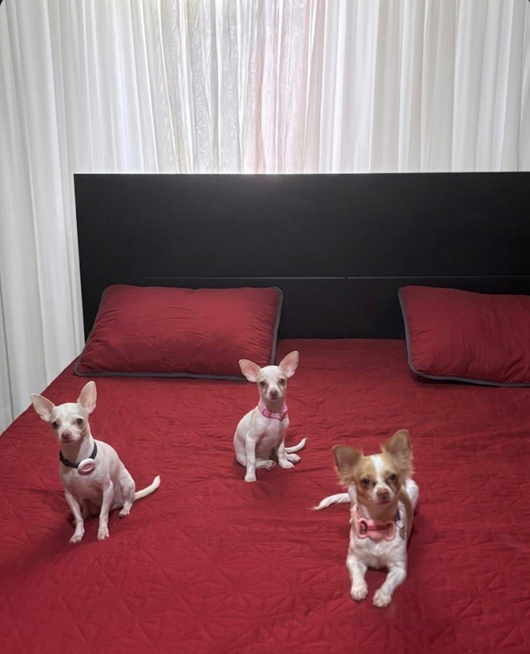 En El Porvenir de Desamparados, en San José, hay una casa donde tres pequeños chihuahuas mandan más que los humanos. Lo curioso es que la dueña del hogar, doña Milagro Monge León, durante buena parte de su vida no soportaba ni tener un perro cerca