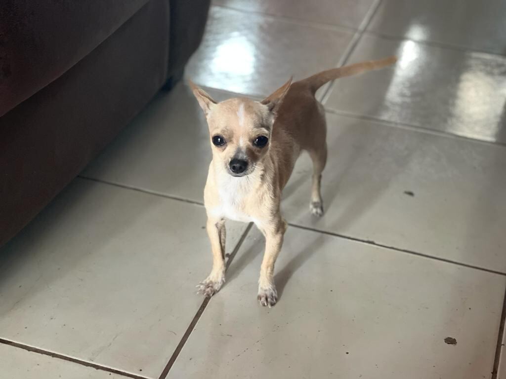 Chihuahua perdido en Limón. Foto cortesía Maybelline Salas.