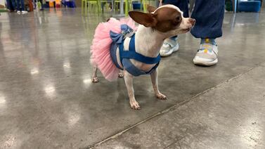 Perrita se convirtió en la mejor compañía de una abuelita y ella se lo agradece con amor