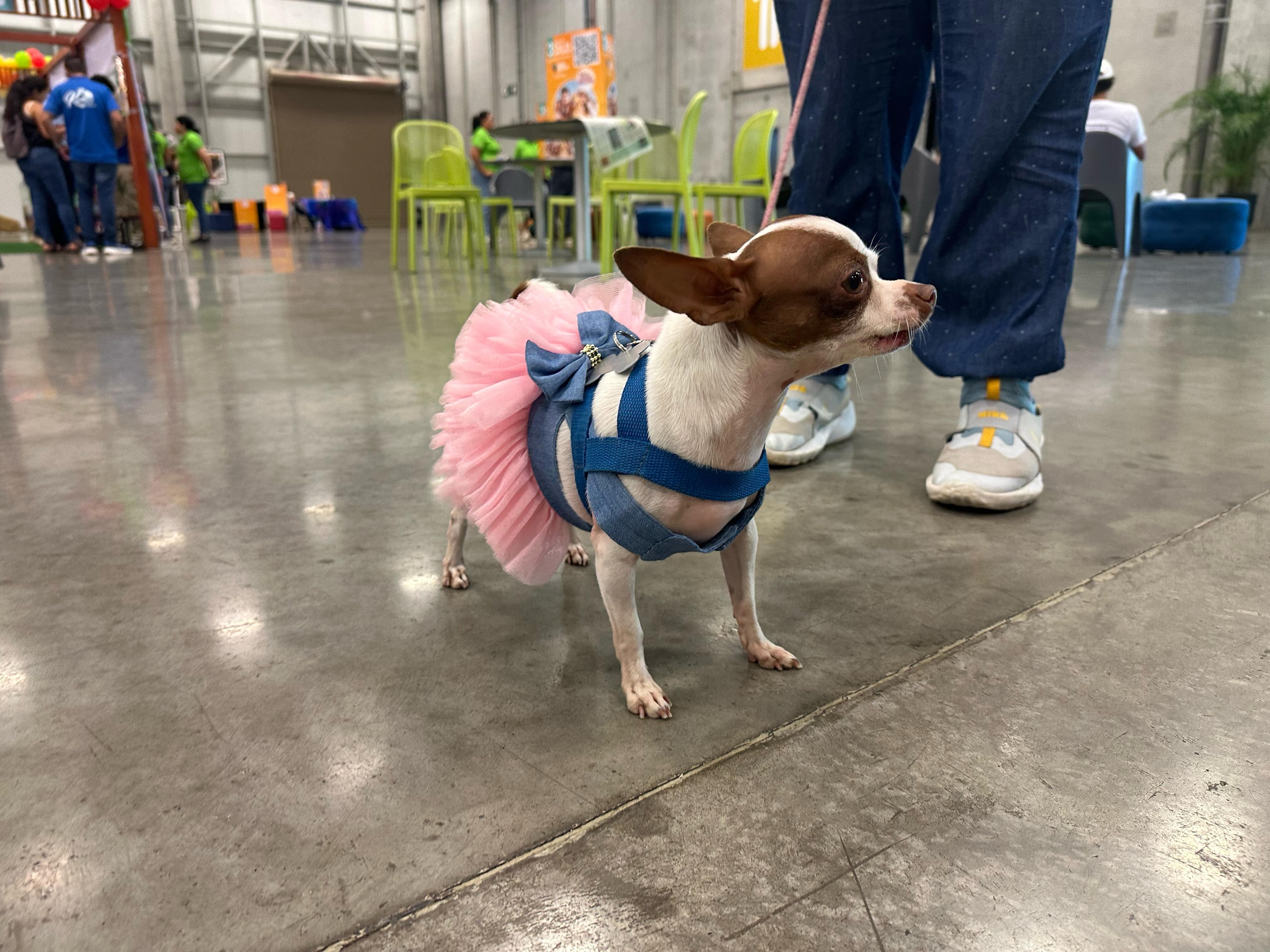 feria de mascotas