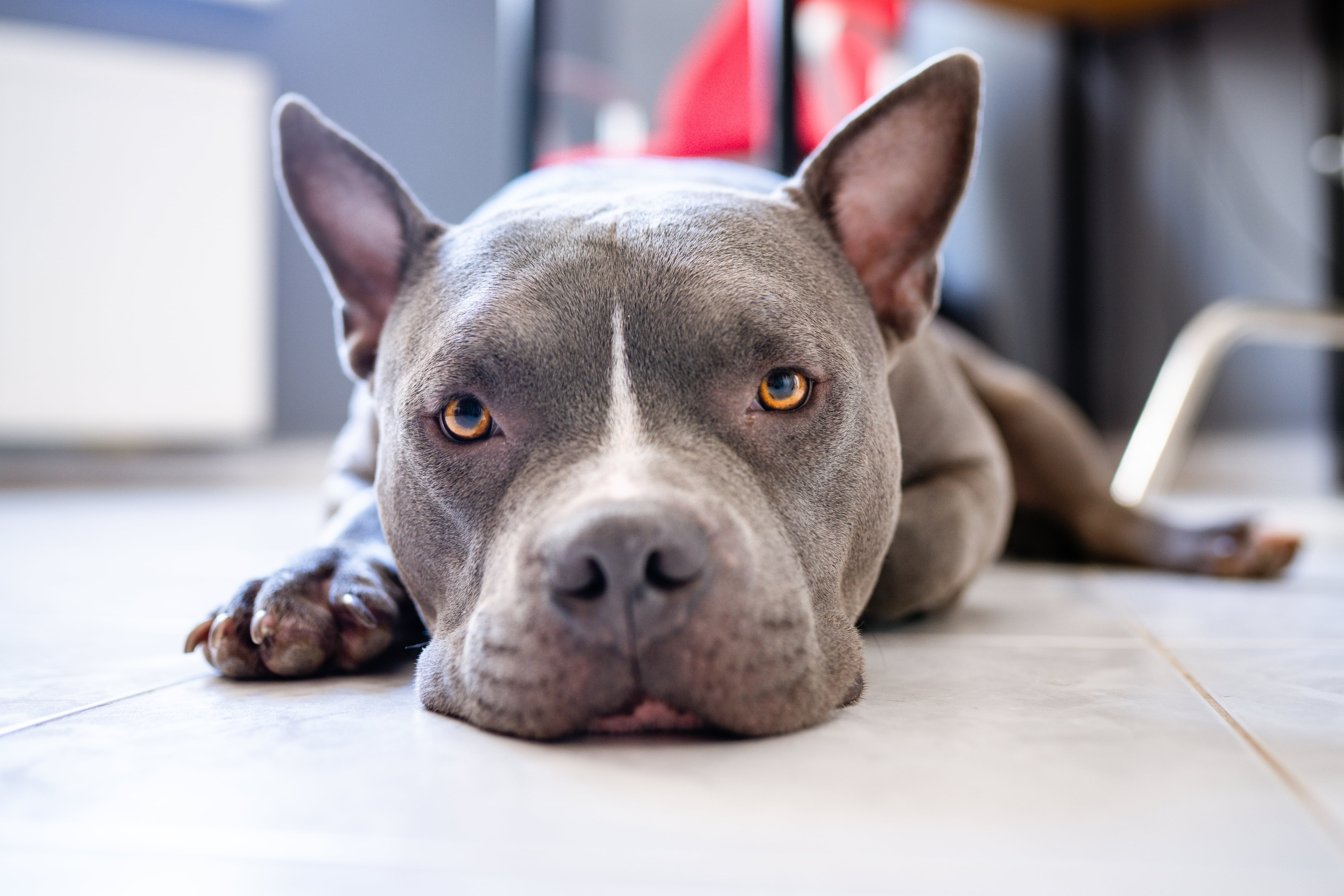American Pit Bull Terrier, Shutterstock