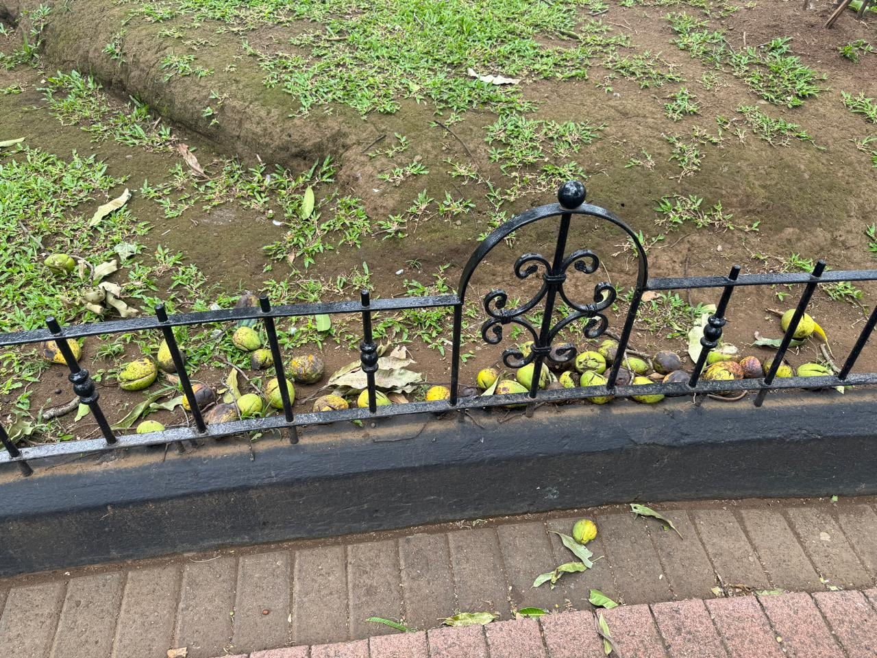 Caída de mangos en parque de Alajuela