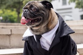 ¡Este perrito pug es el Agente B y anda buscando extraterrestres!