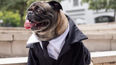 ¡Este perrito pug es el Agente B y anda buscando extraterrestres!