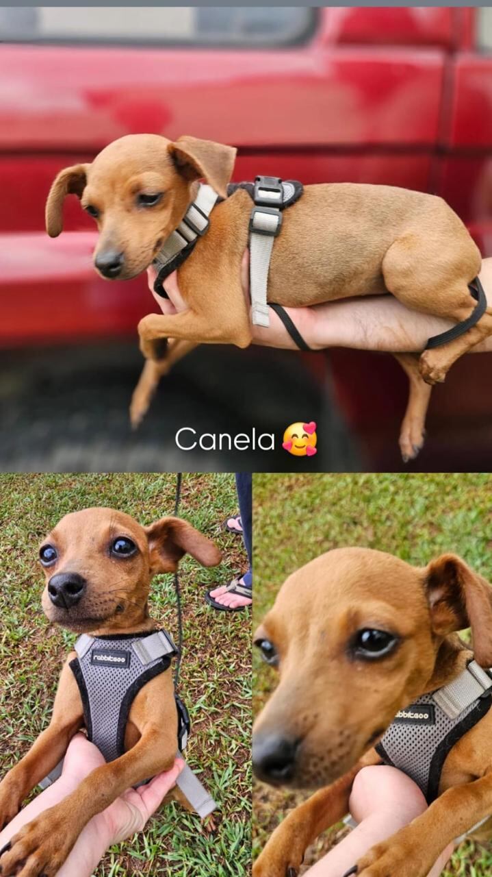 perritas en adopción