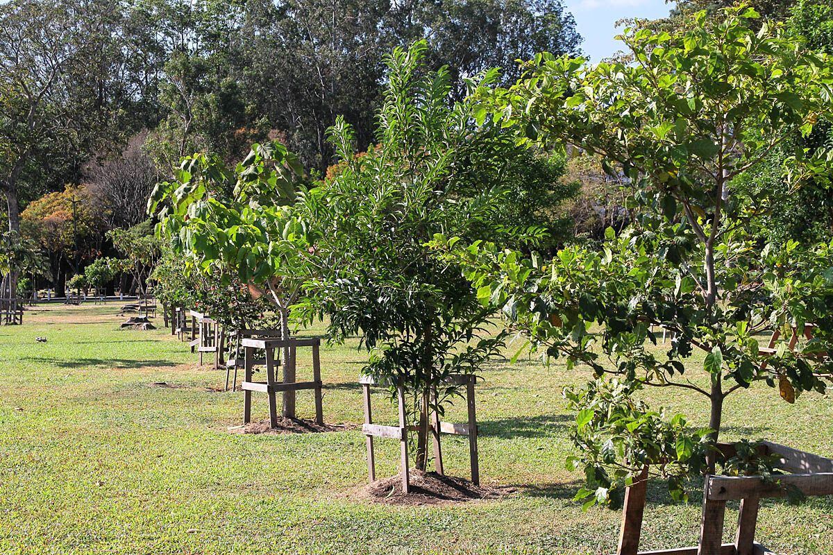 Aprovechando la celebración del Día Nacional del Árbol, que fue este 15 de junio, el Instituto Costarricense del Deporte y la Recreación (Icoder) y el Scotiabank, confirmaron que después de 13 años finaliza el proyecto de arborización “Una Nueva Sabana” en Parque Metropolitano La Sabana.