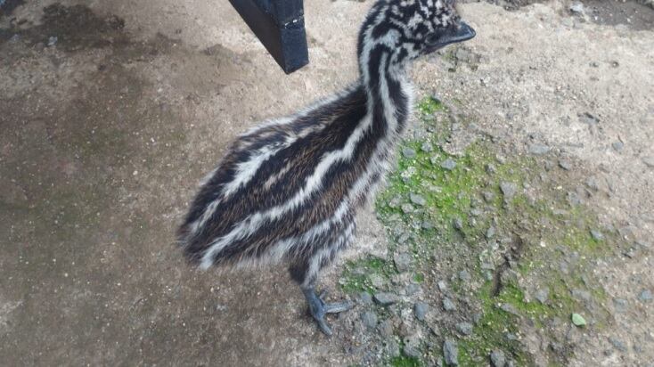 Detienen a sospechoso de comerciar aves exóticas en redes sociales.