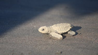 Tiene que ver lo que sucede en playa Jacó en la madrugada para salvar miles de tortugas