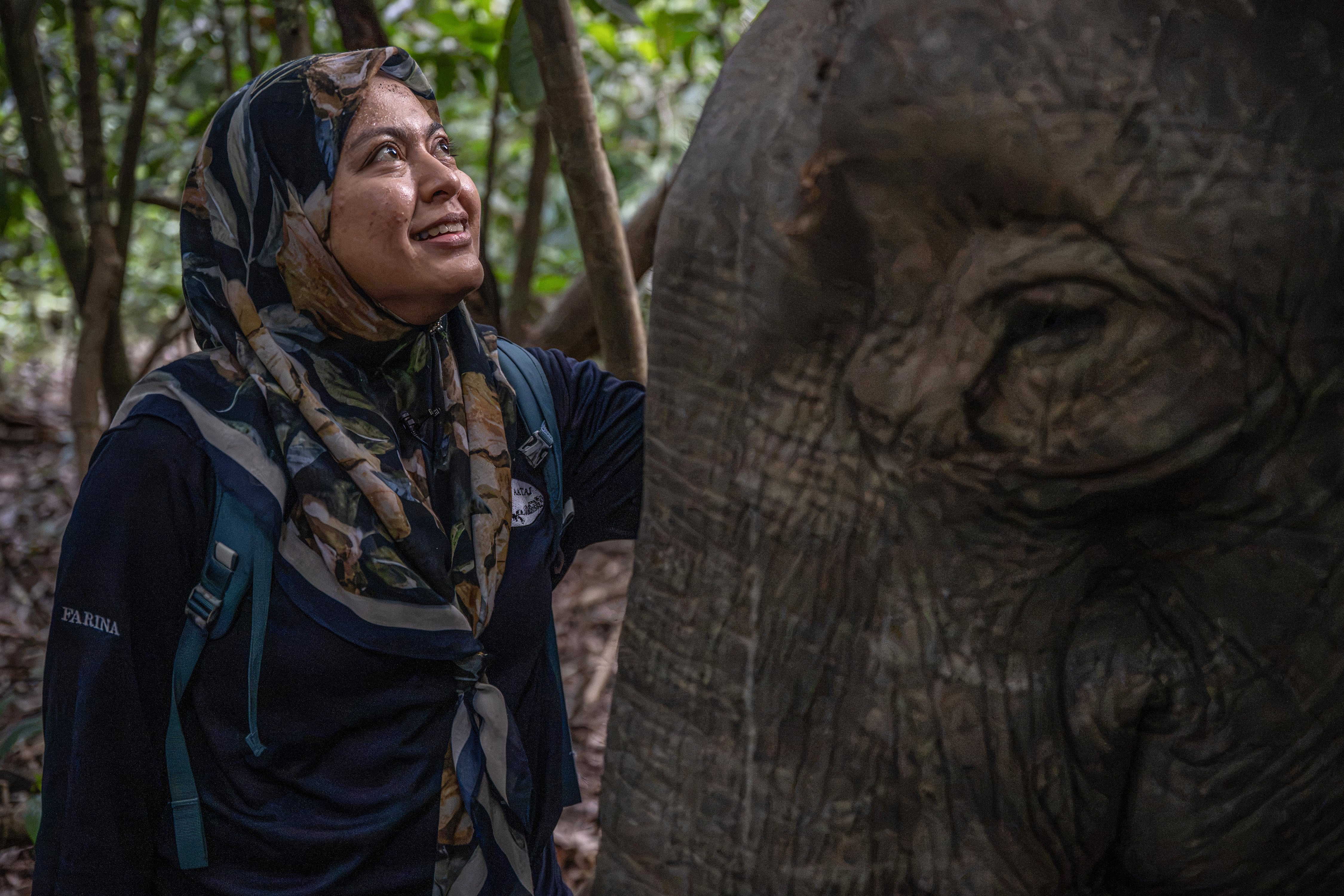 En la selva malasia de Borneo, gritos de elefantes rompen el silencio, seguidos de un fuerte estruendo cuando una hembra recibe un dardo anestésico. Farina Othman le colocará un collar transmisor para proteger a esta especie amenazada de extinción.