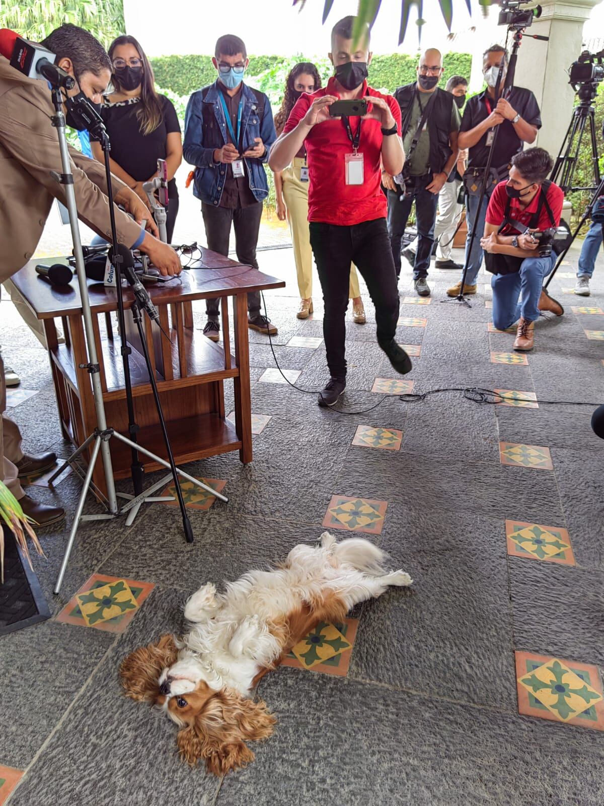 Rumba, la perrita del presidente electo, Rodrigo Chaves Robles, se robó el show en la reunión que sostuvo con José María Figueres el 5 de abril del 2022