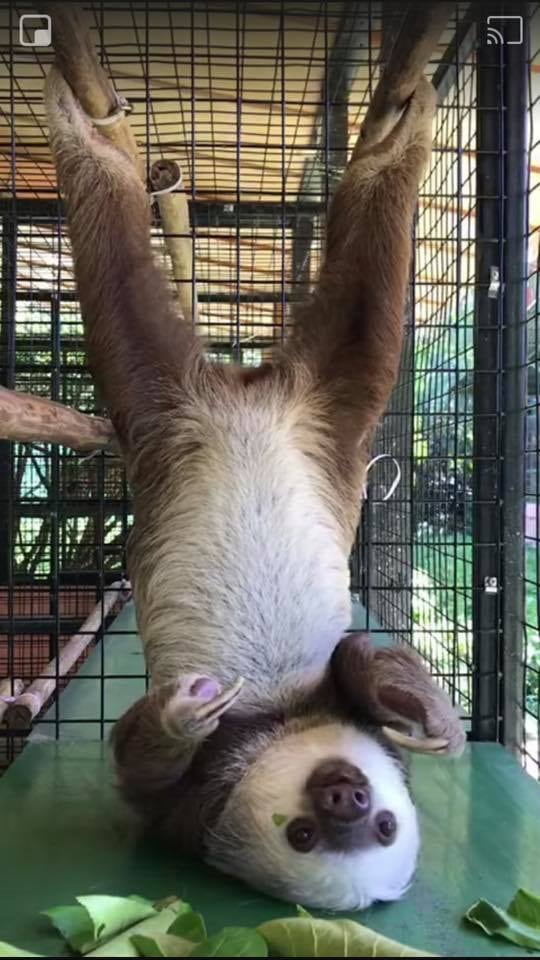 Jeffery Allen Rochte es de la tercera generación de una familia que cuida los perezosos de dos y tres dedos en Cahuita, LImón, donde tienen el Santuario de Perezosos.