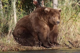 Japón despliega militares ante ola de ataques de osos que ya deja 12 muertos