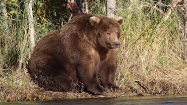 Japón despliega militares ante ola de ataques de osos que ya deja 12 muertos