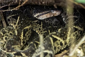 La mordedura de una terciopelo tiene a un niño luchando por su vida