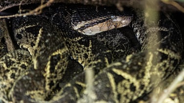 La mordedura de una terciopelo tiene a un niño luchando por su vida