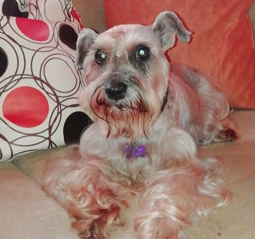 Kira, perrita de raza Schnauzer que se perdió el 16 de octubre en Peñas Blancas de San Ramón. Foto Daniela Salas.