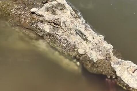 Este es el momento exacto en el que el cocodrilo devora al oso hormiguero.