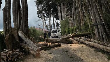 Vecina ganó pleito y logró que talaran uno de los lugares más fotogénicos y románticos del país