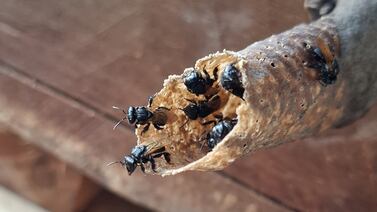 Pasión por emprender logró que un joven de 17 años se dedicara a la crianza de abejas y a producir miel