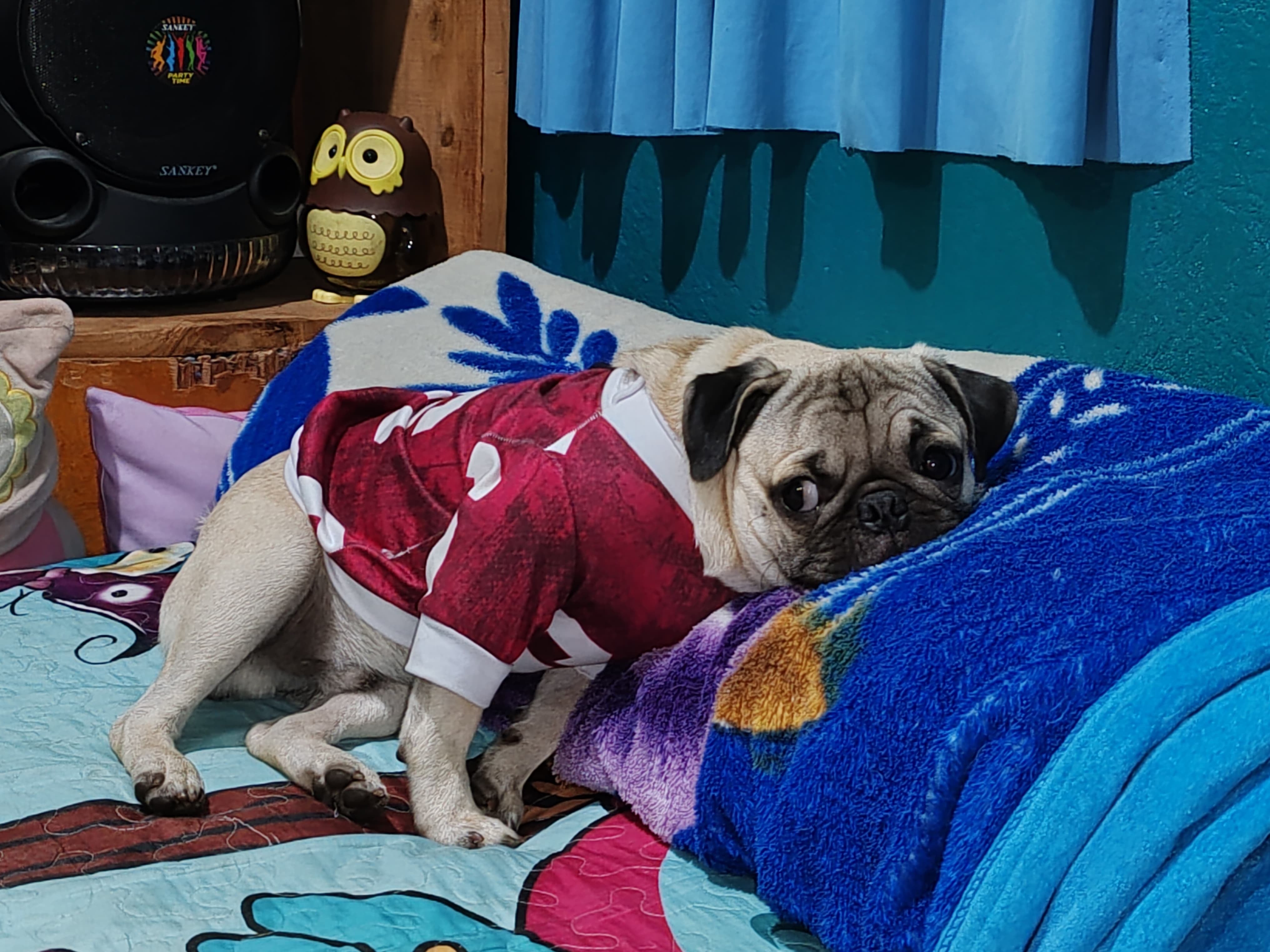 Cookie es uno de los perritos que ganó el concurso de La Teja