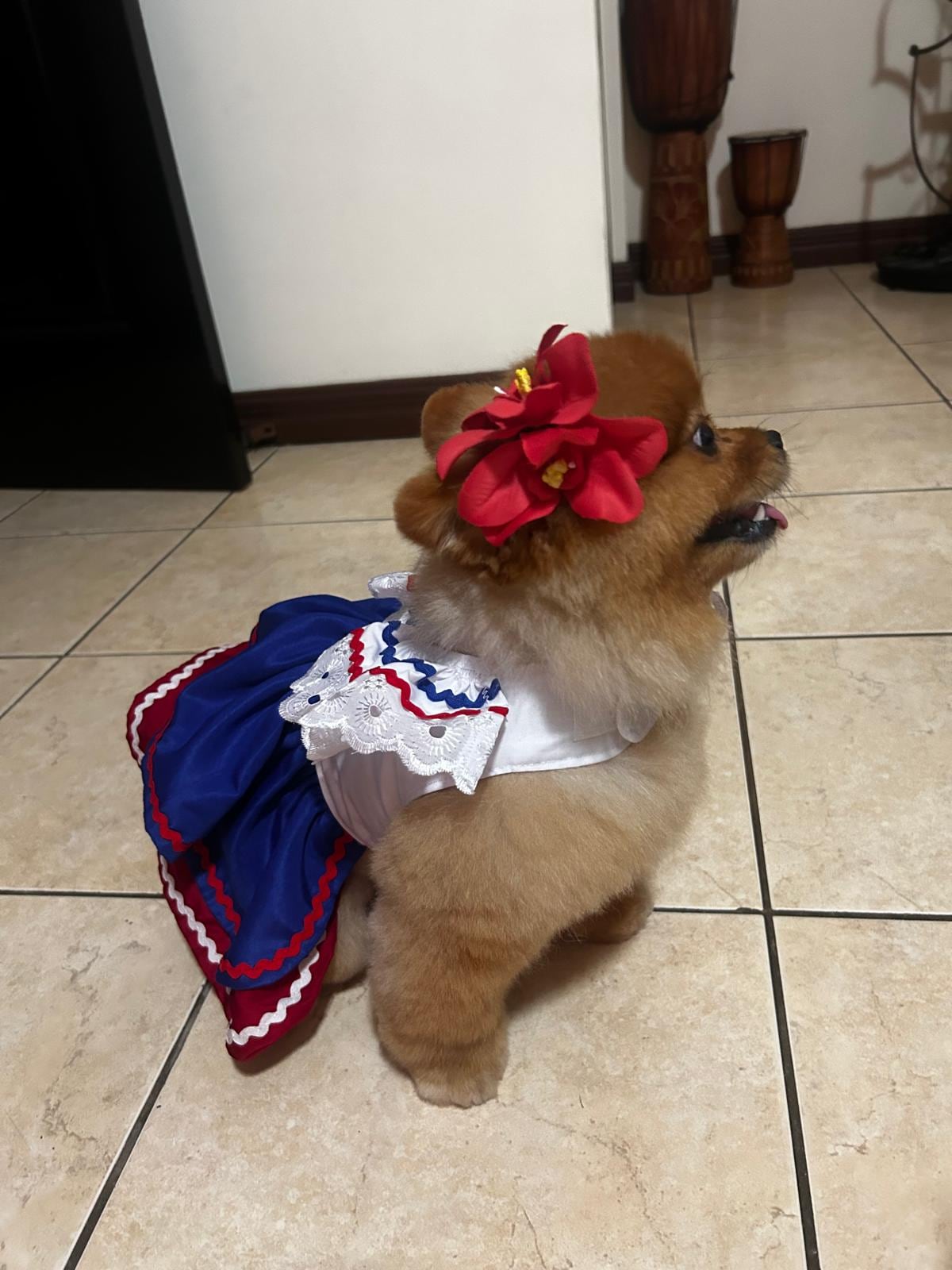 Uma, una simpática perrita pomerania de tres años que viajó desde Costa Rica hasta Estados Unidos para acompañar a su familia en una aventura que se vive a puro fútbol.