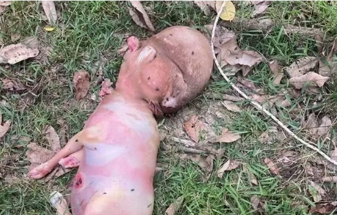 Ternero con cabeza humana