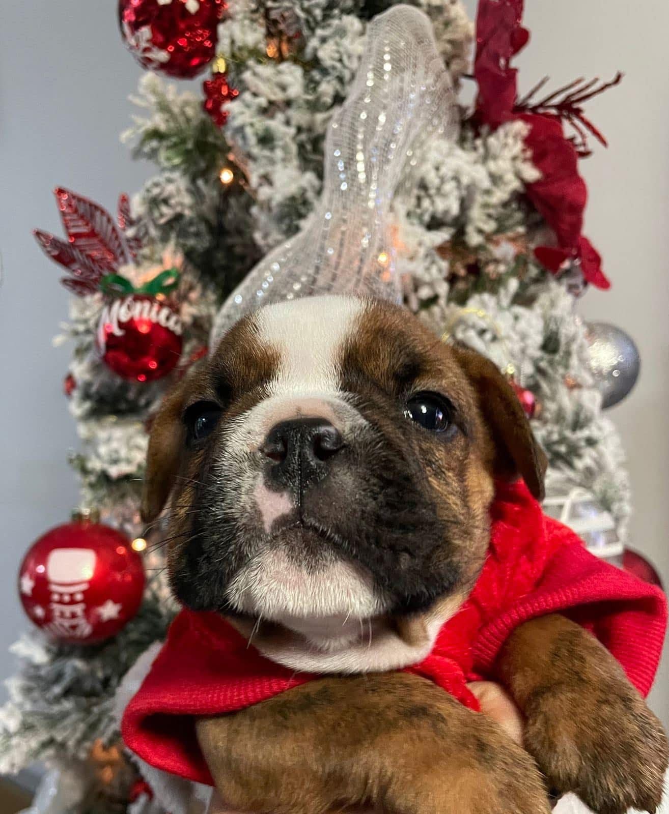 Cuando Rebeca Valverde Coronado vio por primera vez a Theo, su corazón se derritió. Aquel cachorrito bulldog inglés de apenas mes y medio de nacido llegó envuelto en un lazo de amor: fue el regalo de Navidad que su esposo, Guillermo Sánchez, le dio para cumplirle un sueño que tenía desde niña.