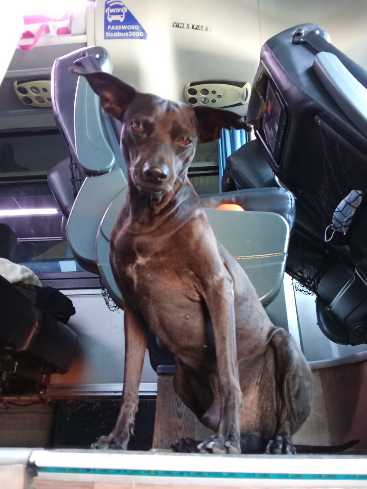 En la estación fronteriza de Tica Bus en Paso Canoas, entre pasaportes, maletas, boletos y sonrisas, hay un personaje muy especial que se ha ganado el cariño de todos: Abelito González, un perrito amigable y noble que se ha convertido en el favorito de los pasajeros y colaboradores
