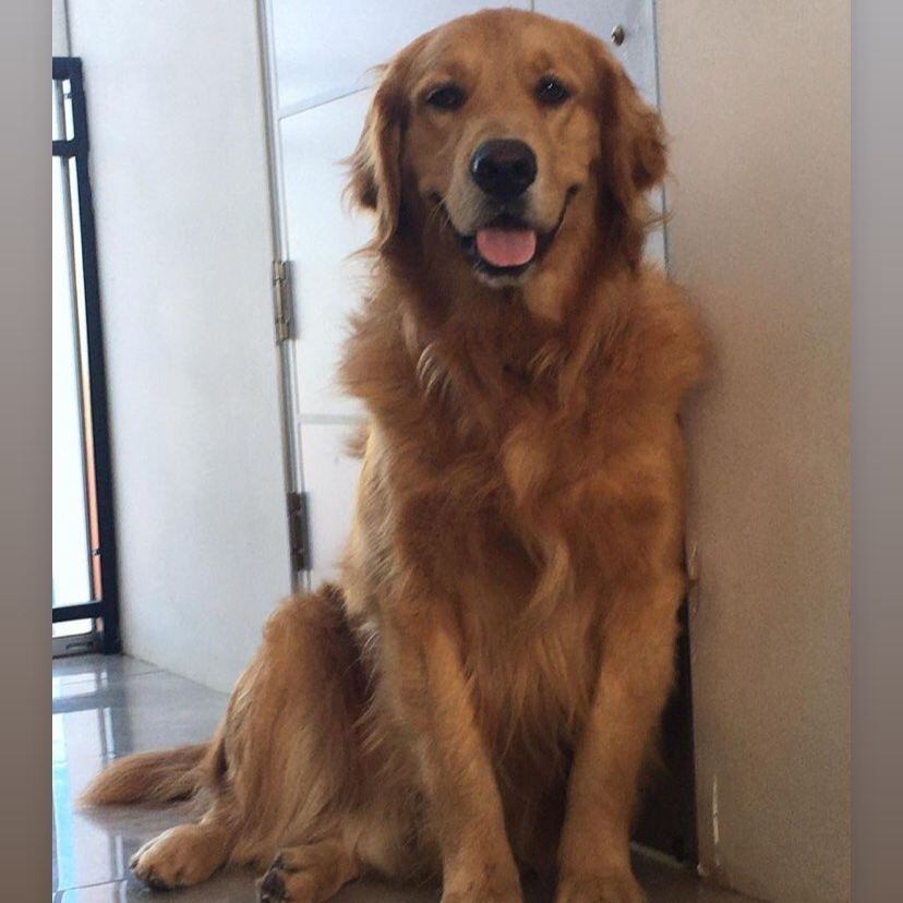 Carlos Martínez tiene un Golden Retriever al que le da todo tipo de chineos. Foto: Instagram