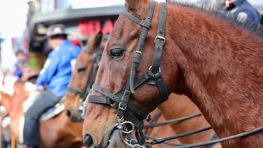 Los caballos que participen en el Tope Nacional 2023 tendrán doctor y “sicólogo”