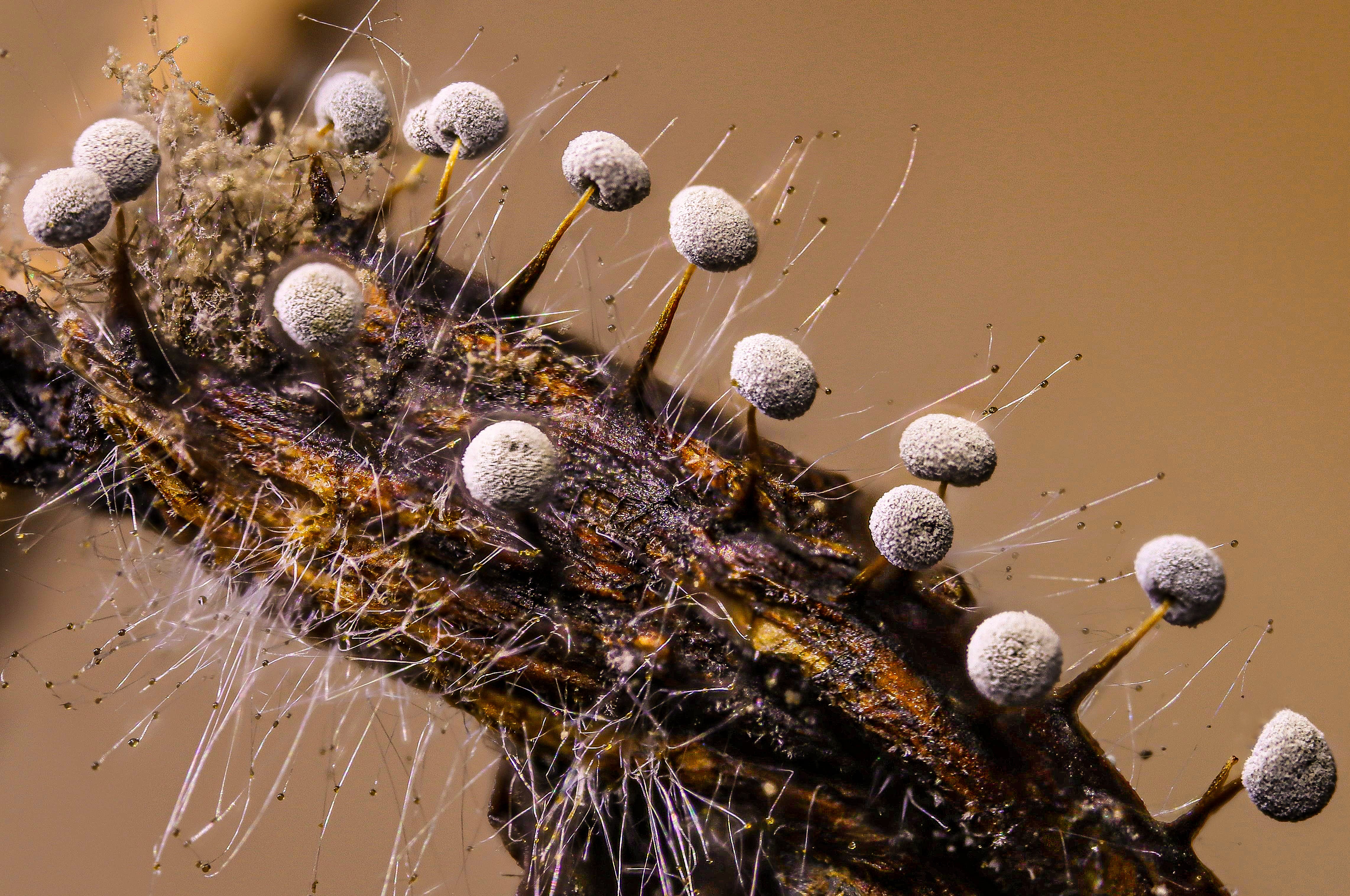 El sancarleño Henry Quesada Agüero, vecino de Ciudad Quesada, puso el nombre de Costa Rica muy en alto luego de ganar el primer lugar en un concurso internacional de fotografía organizado por la Facultad de Ciencias Exactas y Naturales de la Universidad Nacional de Mar del Plata, en Argentina. Al realizar una macrofotografía del corazón de un girasol
