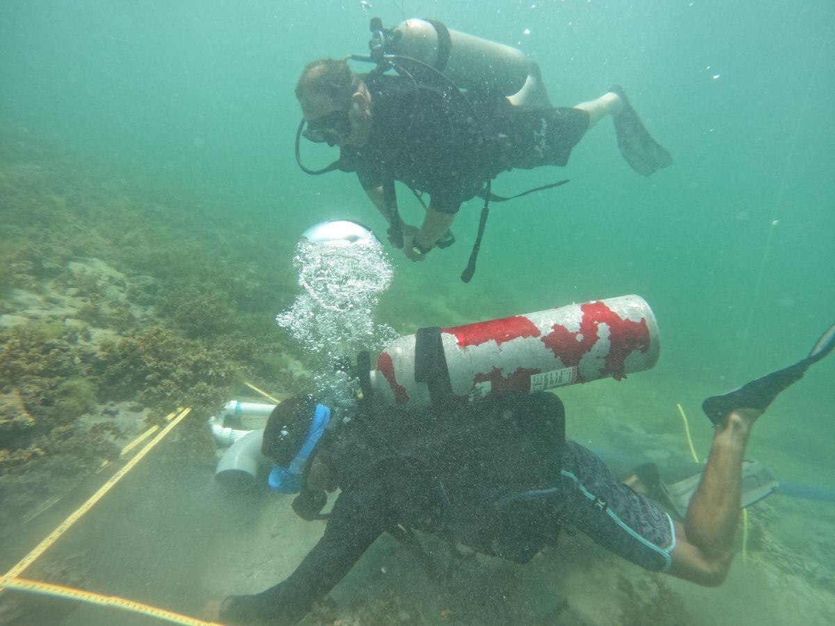 Este descubrimiento se dio por pura casualidad.