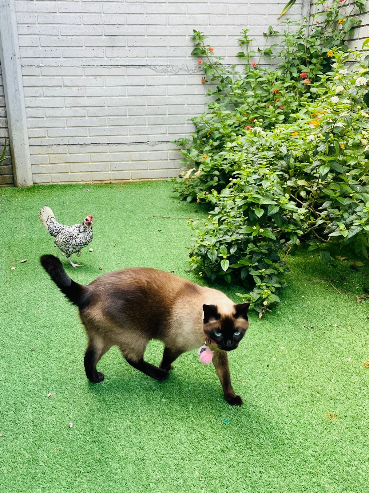 El hogar de María Alejandra Ulloa Madriz, una maestra de preescolar de 35 años, y su esposo Yordan Gómez vive rodeado de amor de tres gallinas, un perro, un gato y dos conejos.