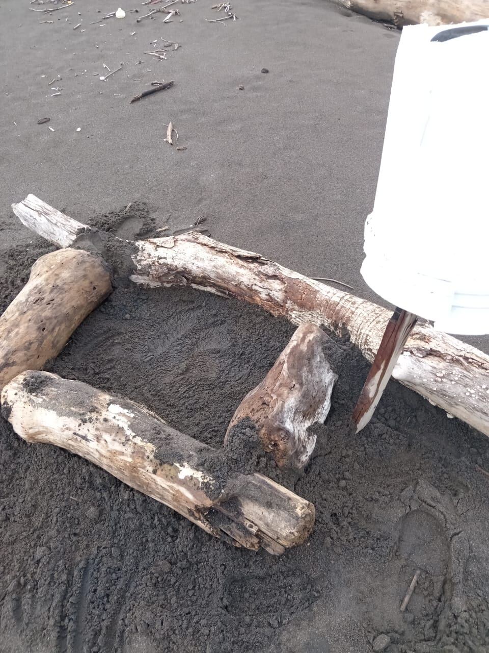 Marco Adanis Rojas se dedica a cuidar y rescatar nidos de huevos de tortugas para luego liberarlas.