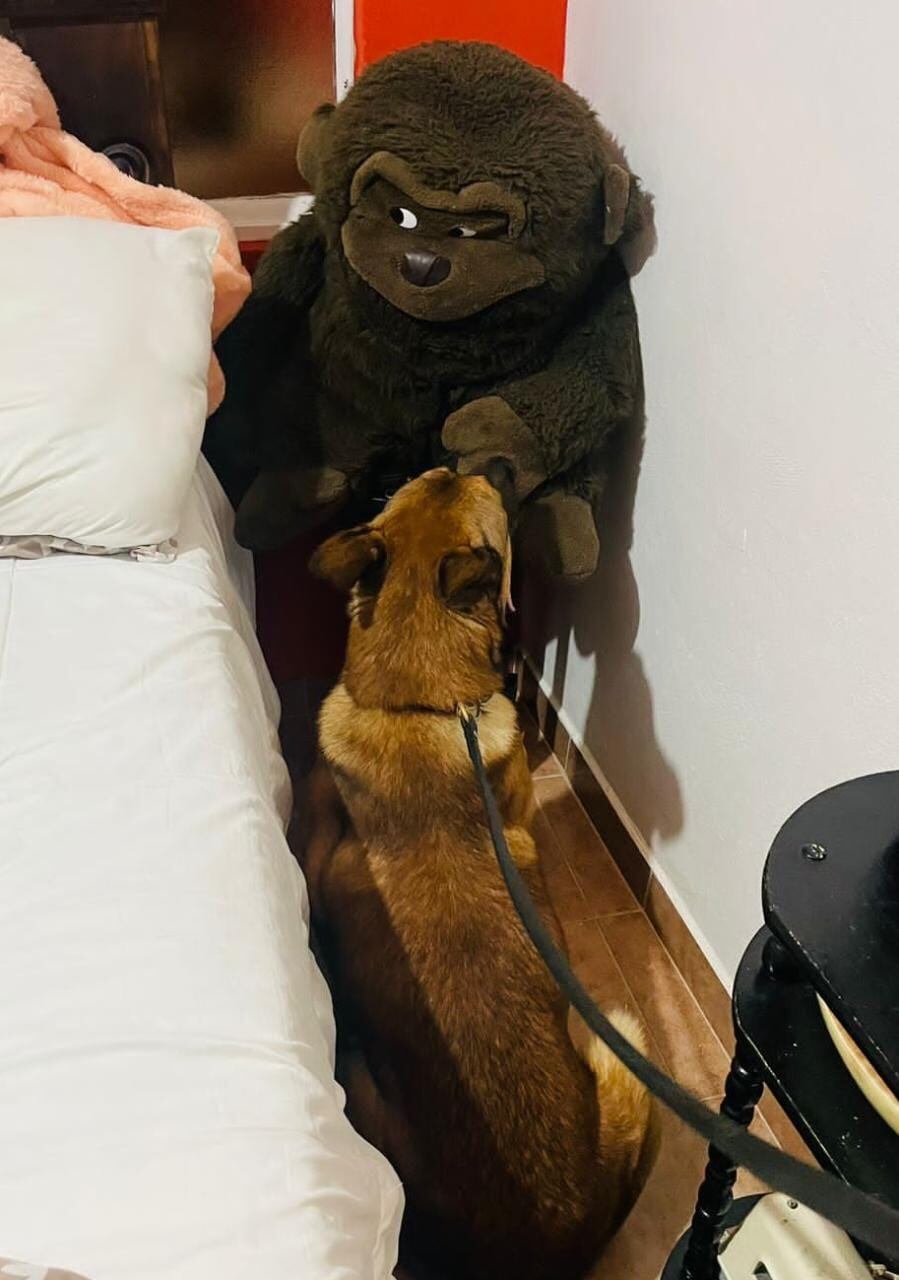 El can entrenado detectó las drogas dentro del peluche. Foto MSP.